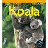 Koala - Dieren In Gevaar
