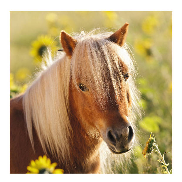 Ravensburger puzzel schattige pony's - 3 x 49 stukjes