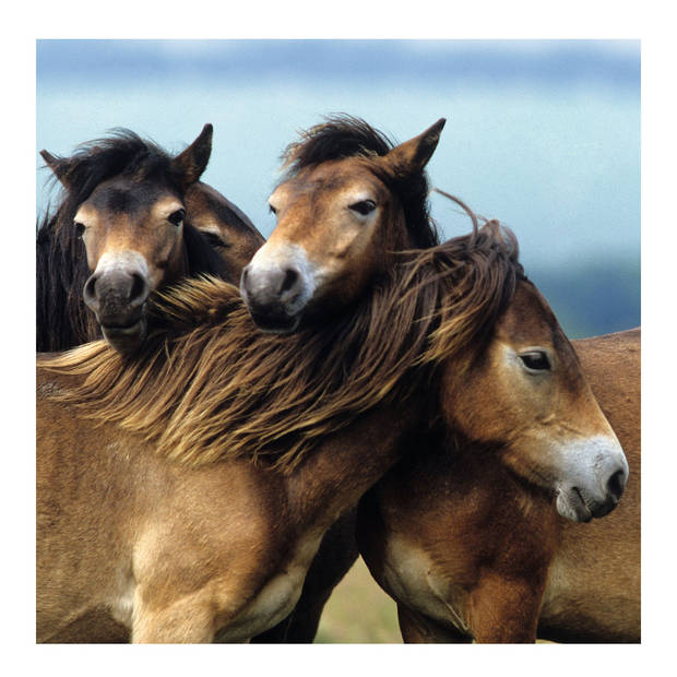 Ravensburger puzzel schattige pony's - 3 x 49 stukjes