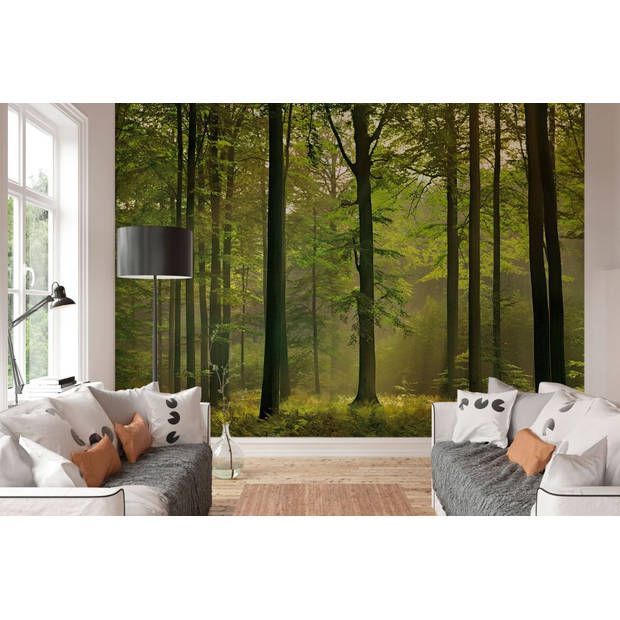 Fotobehang Herfst in het Bos (366 x 254 cm)