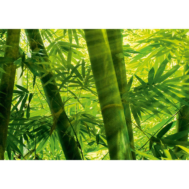 Fotobehang Bamboo Forest (366 x 254 cm)