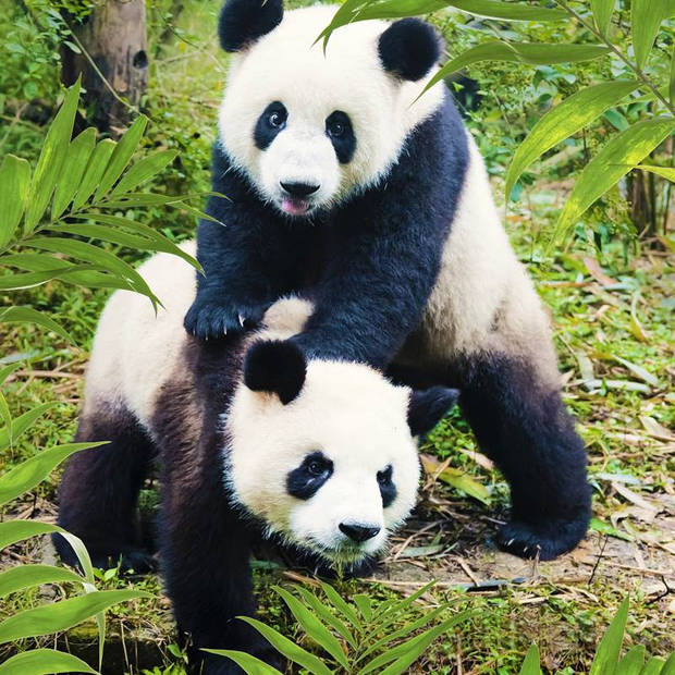 Snoozing Pandas flanel dekbedovertrek