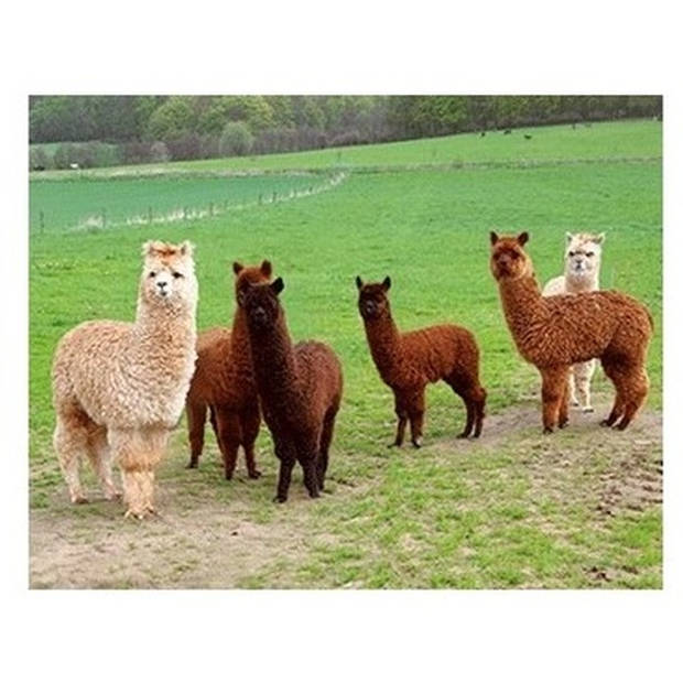 3D magneetje met alpacas - Magneten