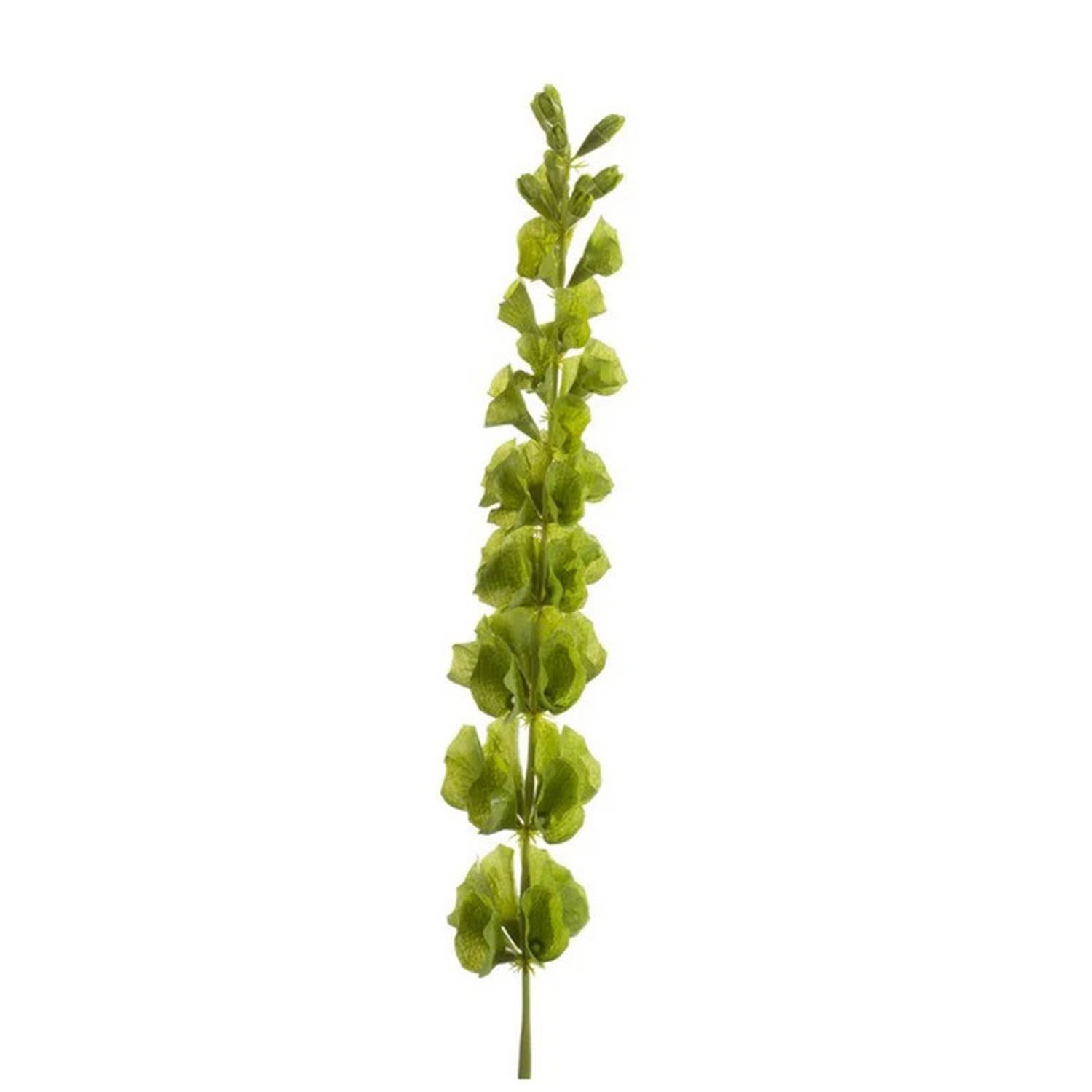 Kunst Molucella tak 80 cm groen kunstbloemen