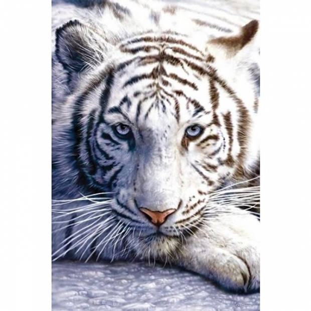 Fotografische poster witte tijger - Posters