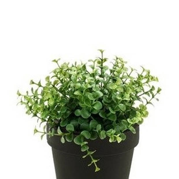 Emerald Kunstplant eucalyptus - groen - in zwart potje - 20 cm - Kunstplanten