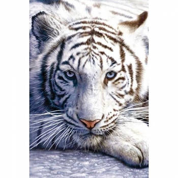 Fotografische poster witte tijger - Posters