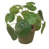 Emerald Kunstplant pilea/pannekoekplant - mini - groen - in pot - 13 cm - Kunstplanten