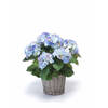 Blauwe Hortensia plant in mand 45 cm - Kunstplanten