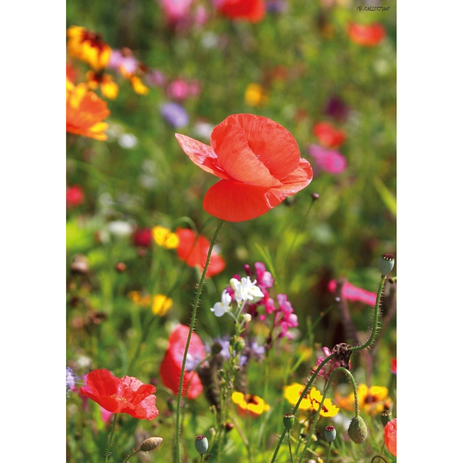 Houden Volwassenheid Maand Tuinschilderij Poppy 70x130 cm | Blokker