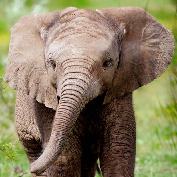 Good Morning Kids Dekbedovertrek Elephant