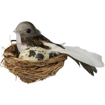 Blokker Vogels Op Nest Met Kwarteleieren
