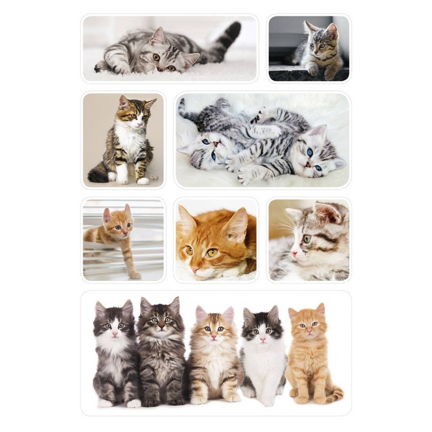 inleveren Razernij Meetbaar 24x Poezen/katten/kittens dieren stickers - Stickers | Blokker