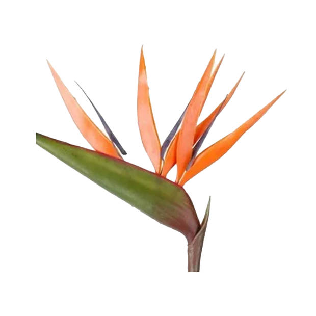 Emerald Kunstbloem Strelitzia - 3x - 90 cm - losse tak - kunst zijdebloem - Paradijsvogelplant - Kunstbloemen