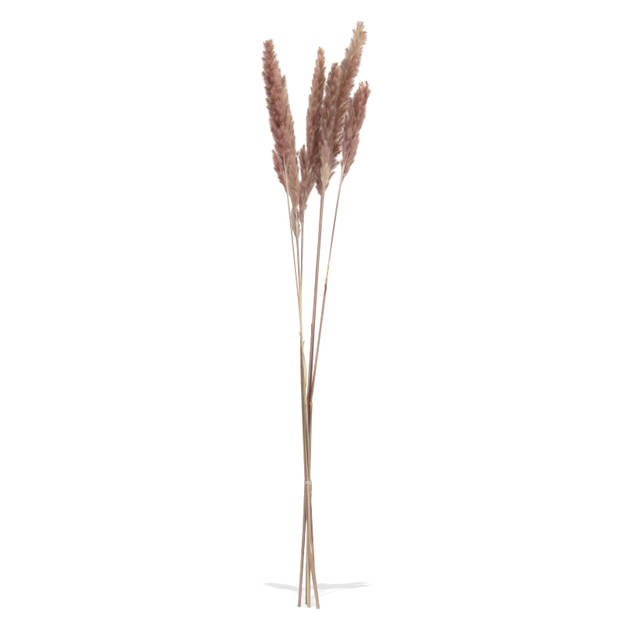 Droogbloem pampas pluim - bruin - 65-75 cm