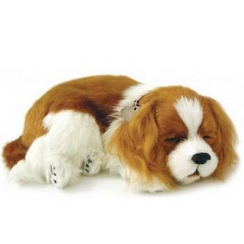Perfect Petzzz Hond Cavalier King Charles