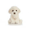 Living Nature Knuffel Labradoodle, 15 cm