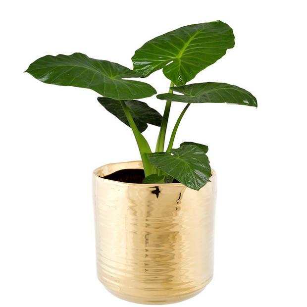 Cosy @ Home Bloempot Cerchio - goud - keramiek - 11 cm - Plantenpotten