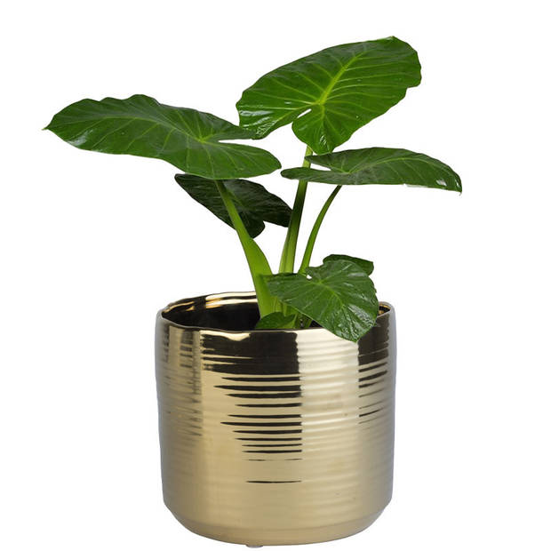 Cosy @ Home Plantenpot Cerchio - goud - glans - keramiek - 16 cm - Plantenpotten