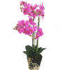 Levensechte Kunst Orchidee / Phalaenopsis plant 75 cm met pot - Roze kunst orchidee - Kunstplanten