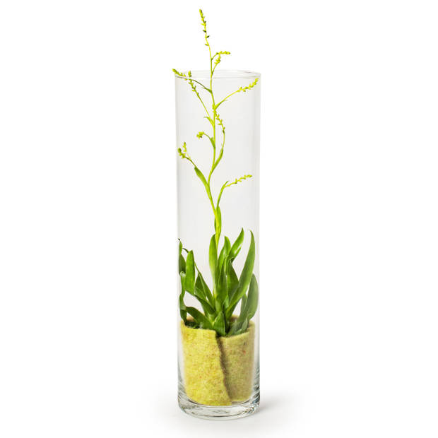 Transparante cilinder vaas/vazen van glas 10 x 40 cm - Vazen