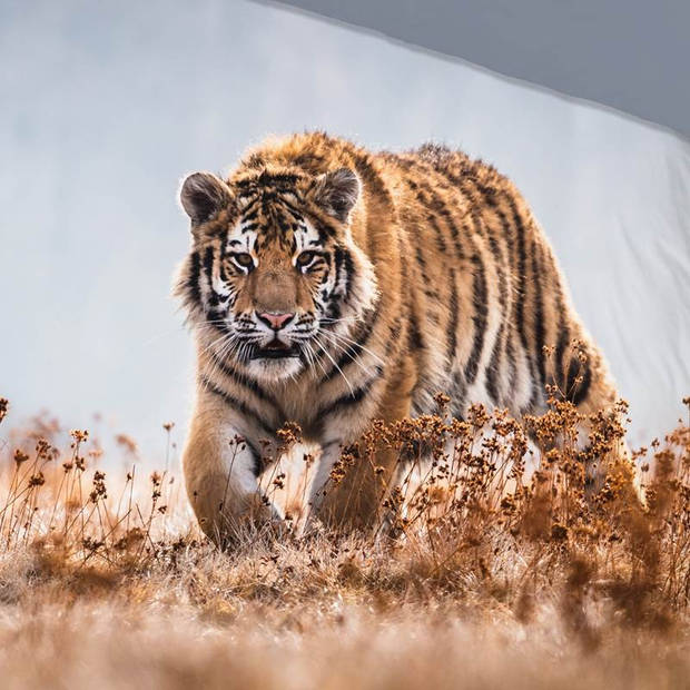 Good Morning - Good Morning Tiger dekbedovertrek