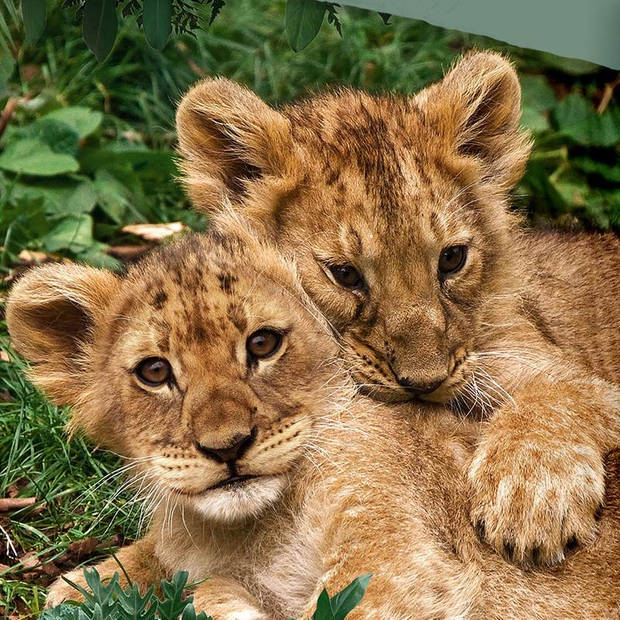 Kinder Dekbedovertrek Good Morning Katoen Lion Cubs - multi 140x200/220cm
