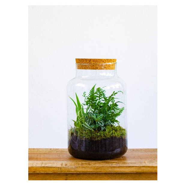 Glazen voorraadpot/snoeppot/terrarium vaas van 17.5 x 30 cm met kurk dop - Voorraadpot