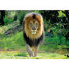 Dieren kinderkamer poster A1 leeuw jungle thema 84 x 59 cm - Posters