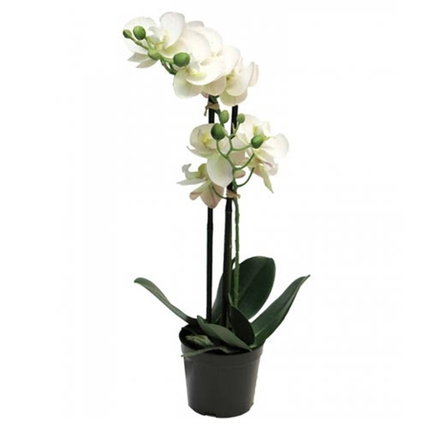Warentuin Phalaenopsis Orchidee In Pot 50 Cm Wit Kunstplant Nova Nature online kopen