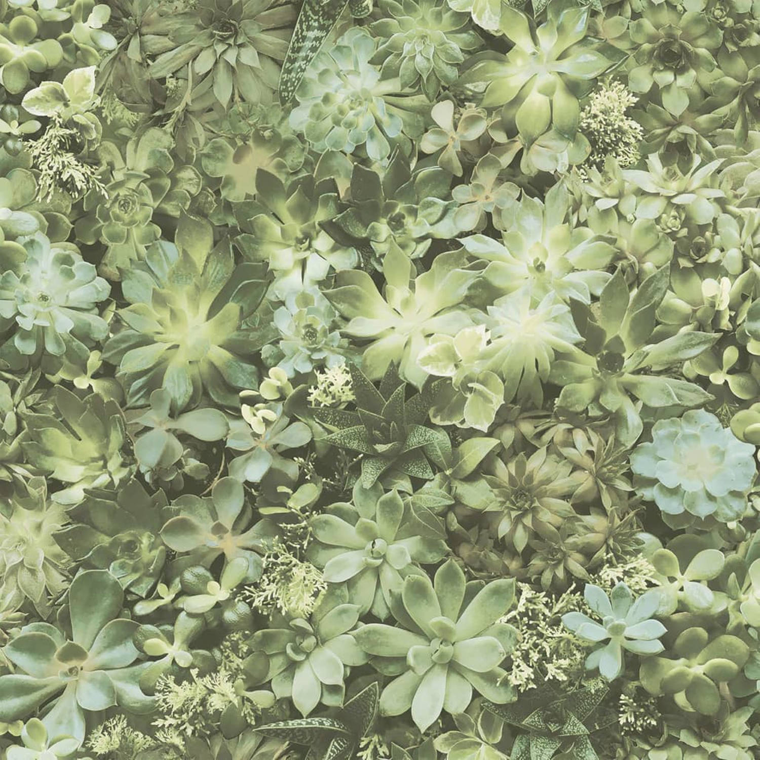 Evergreen Behang Succulent groen en beige