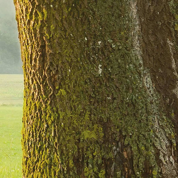 Komar Fotobehang The Magic Tree 450x280 cm