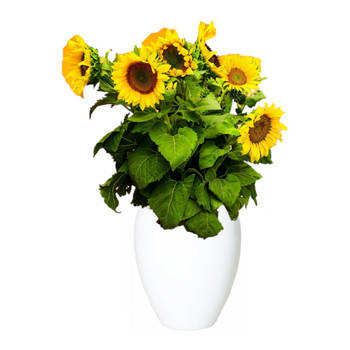 Bloemen vaas/vazen wit van keramiek D25 x H28 cm - Vazen