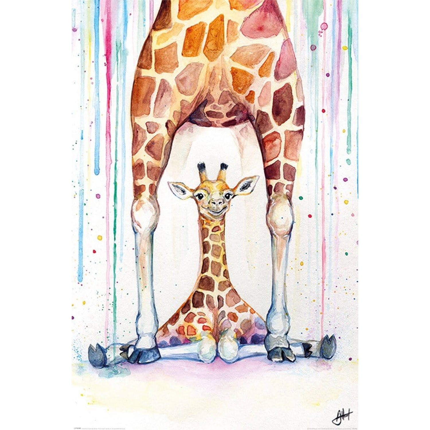 Pyramid Marc Allante Gorgeous Giraffes Poster 61x91,5cm