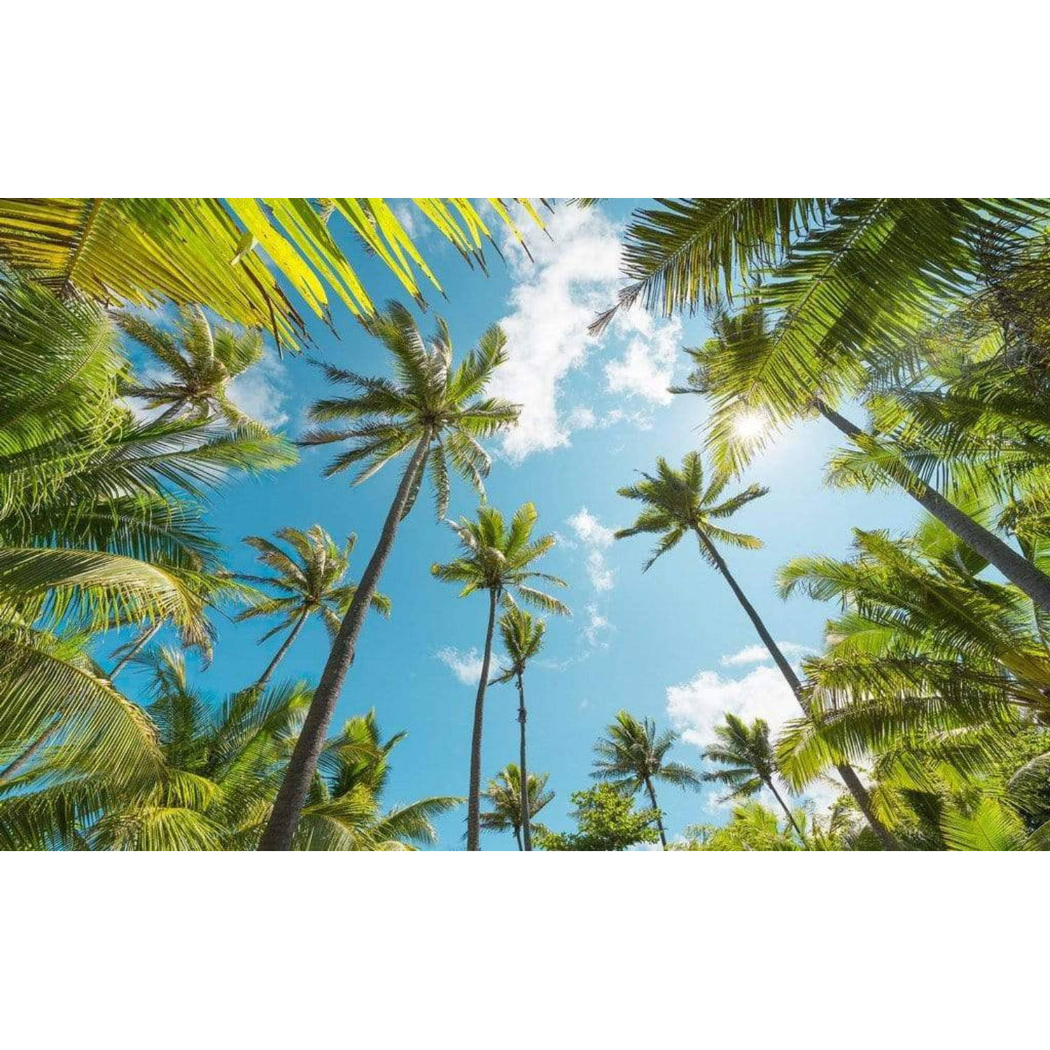Komar fotobehang Coconut Heaven