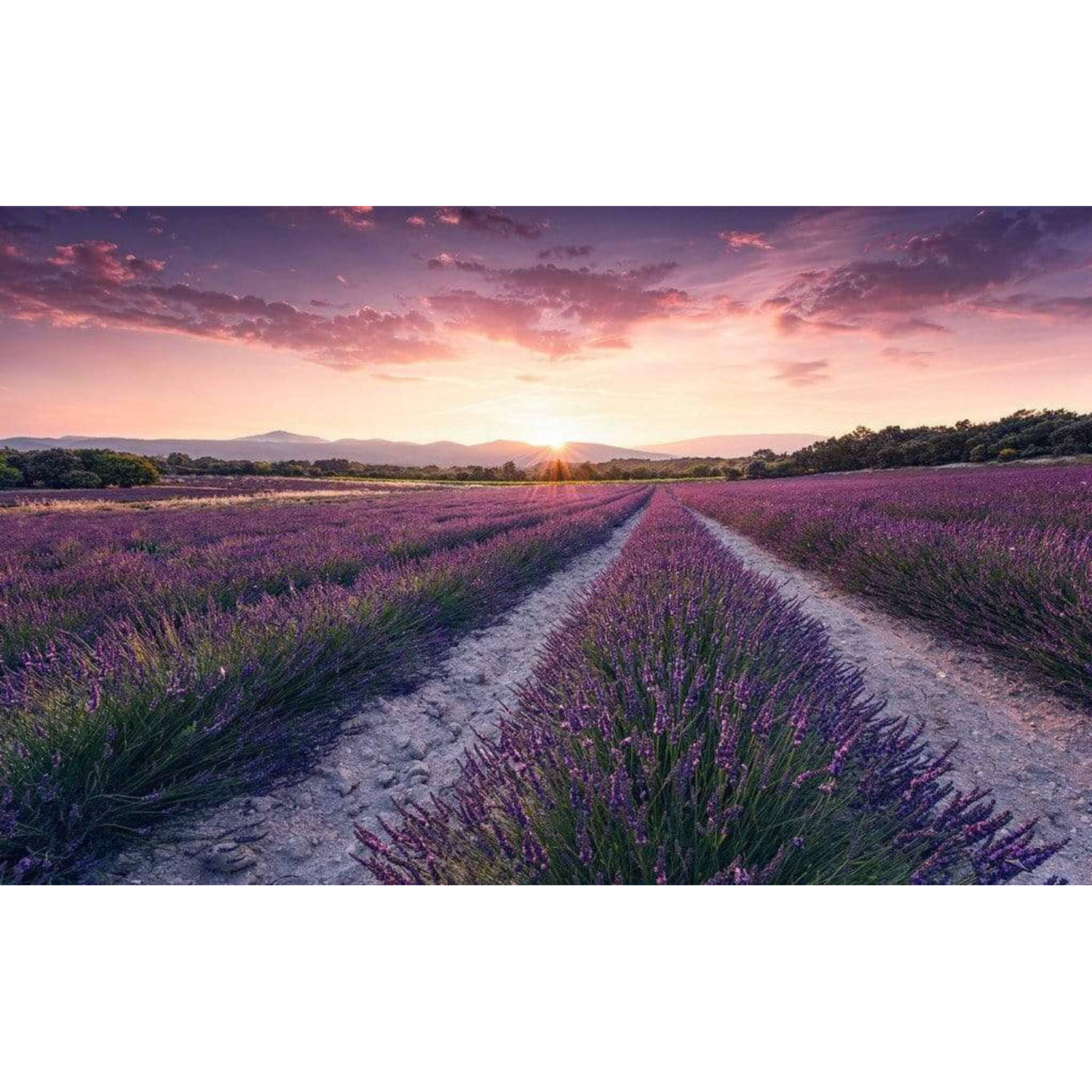 Komar fotobehang Lavender Dream