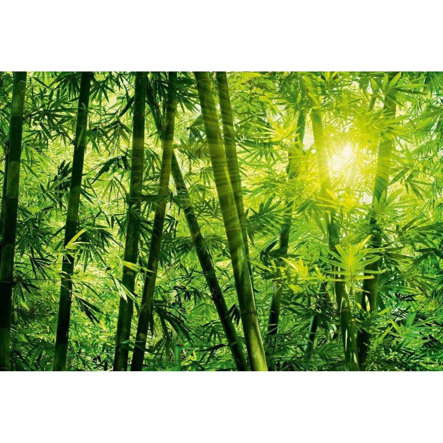 Wizard+genius Bamboo Forest Vlies Fotobehang 384x260cm 8-banen