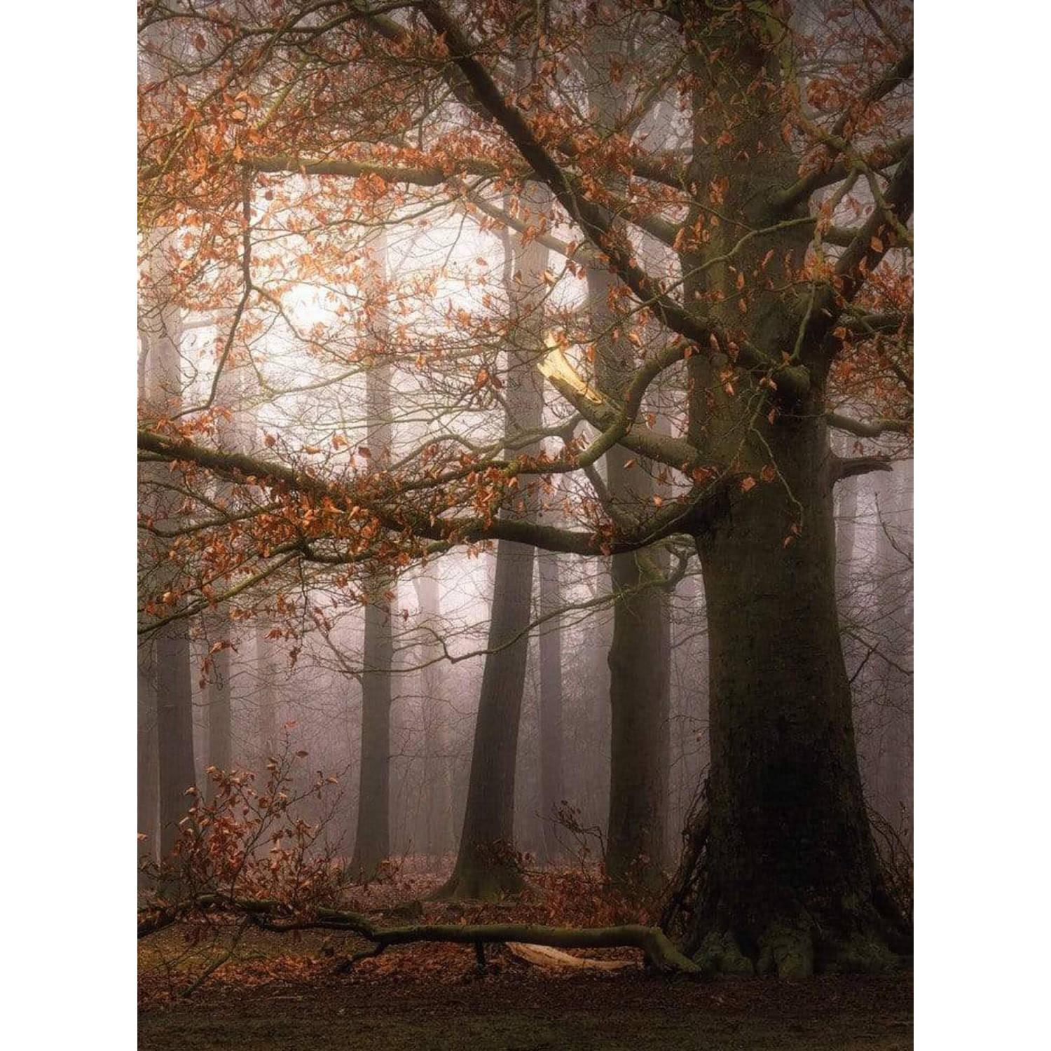 Wizard+genius Foggy Autumn Forest Vlies Fotobehang 192x260cm 4-banen