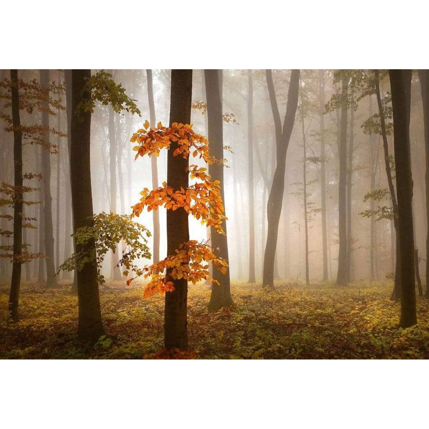Wizard+genius Foggy Autumn Forrest Vlies Fotobehang 384x260cm 8-banen