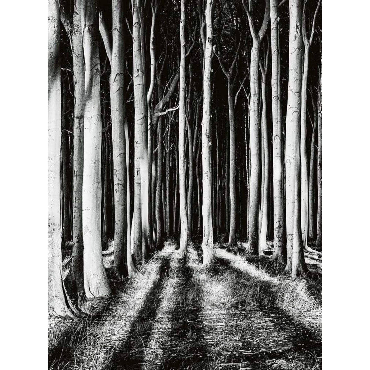 Wizard+genius Ghost Forest Vlies Fotobehang 192x260cm 4-banen