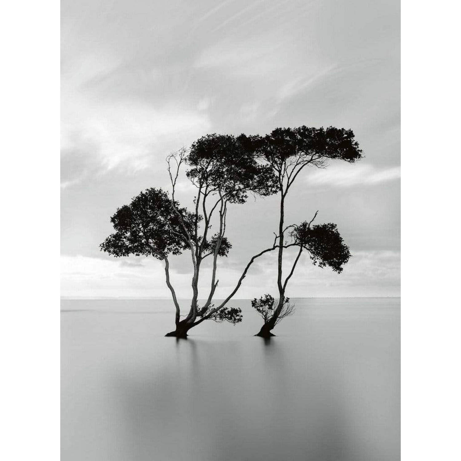 Wizard+genius Trees In The Still Water Vlies Fotobehang 192x260cm 4-banen