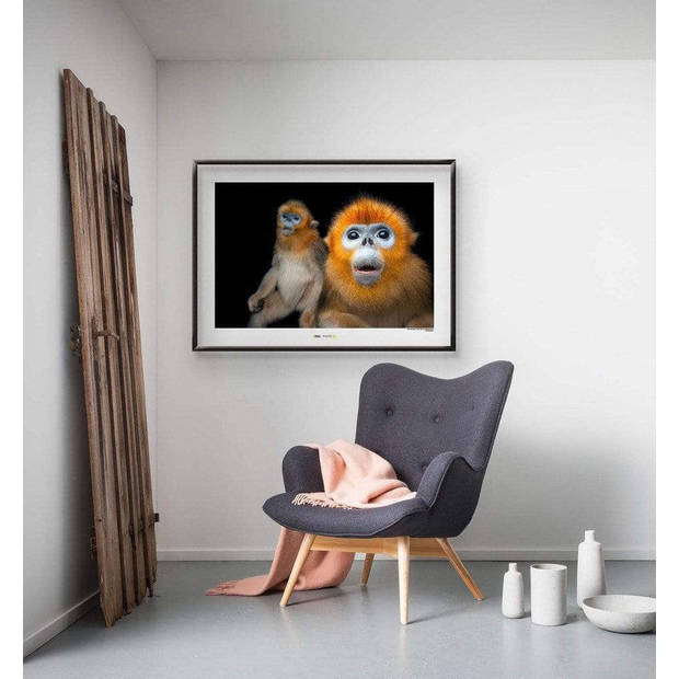 Kunstdruk Golden Snub-nosed Monkey 40x30cm