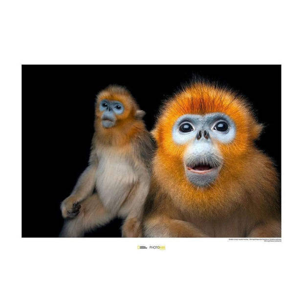 Kunstdruk Golden Snub-nosed Monkey 40x30cm