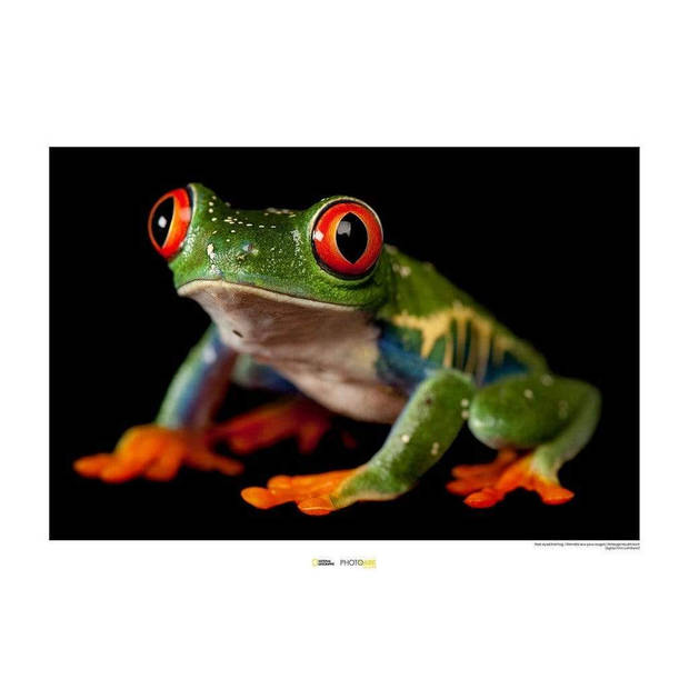 Kunstdruk Red-eyed Treefrog 70x50cm