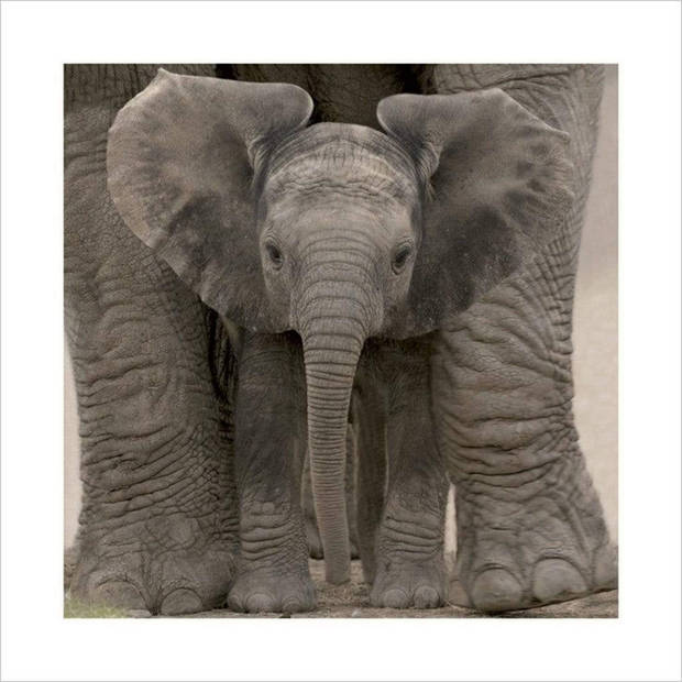 Kunstdruk Big Ears Baby Elephant 40x40cm