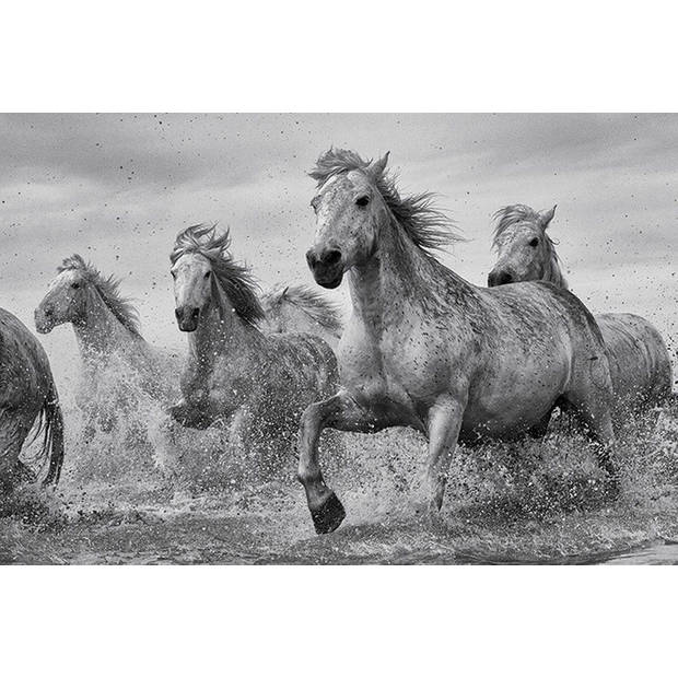 Poster Camargue Horses 91,5x61cm