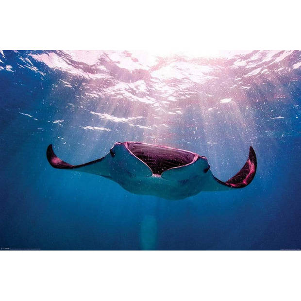 Poster Manta Ray 91,5x61cm