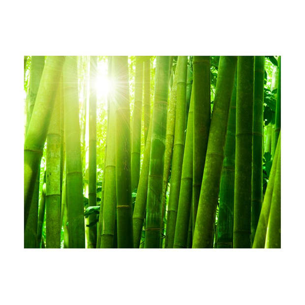 Fotobehang - Zon en Bamboe 200x154cm - Vliesbehang