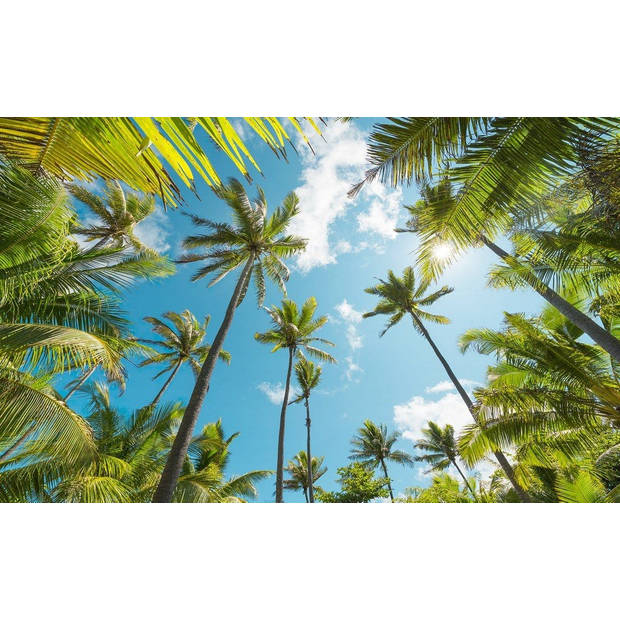 Fotobehang - Coconut Heaven 450x280cm - Vliesbehang