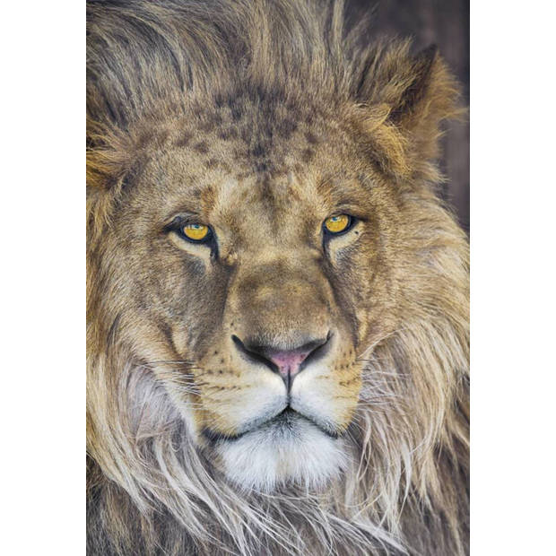 Fotobehang - Lion 127x184cm - Papierbehang